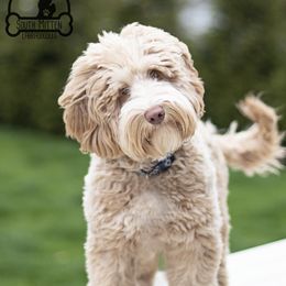 Ollie - Australian Labradoodle