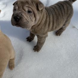 Jingle - Blue male Chinese Shar-Pei puppy in North Carolina from Amy Mahaffey's Chinese Shar-Pei
