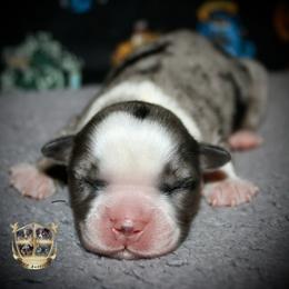 River - Blue merle male Miniature Australian Shepherd puppy in El Dorado Springs, Missouri from HP Aussie Kennels