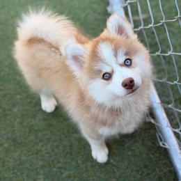 Ron - Red and white male Pomsky puppy in Winston, Oregon from Arctic Tails Spitz