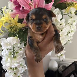 Ivory - Blue and gold female Yorkshire Terrier puppy in North Carolina from Many Minnie Yorkies
