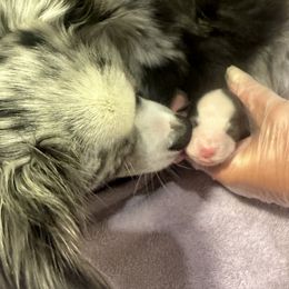Miniature Australian Shepherd and Toy Australian Shepherd Puppies from Cherry Grove Kennel