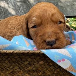 Mel - (Caramel Swirl) - Red female Bordoodle puppy in Canfield, Ohio from Poo's Doo's & Inu's