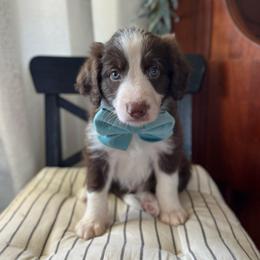 Bow Tie- 'Bo' - White and red male Bordoodle puppy in Valley Center, California from Circle R Valley Bordoodls