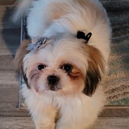 Shih Tzus from Annetta Diaz's Shih Tzus