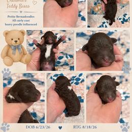 Yogi - Tri-color male Bernedoodle puppy in Rising Sun, Indiana from Ruby Lane Doodles