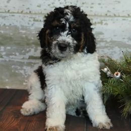 Bernedoodles and Goldendoodles from Dolly's Doodles