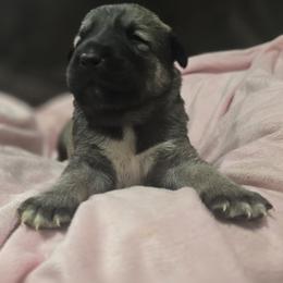 Anatolian Shepherd Dog Puppies from Florida Anatolian Shepherds