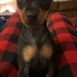 Miniature Pinscher All Grown Up from LA MINI PINS