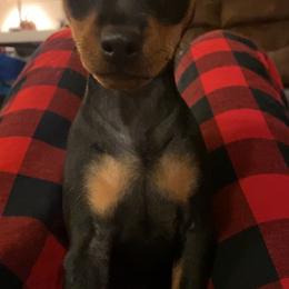 Miniature Pinscher All Grown Up from LA MINI PINS