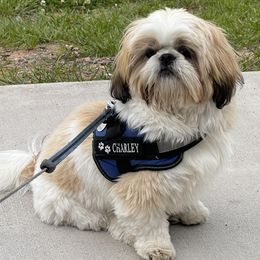 Shih Tzus from Chrissy's Shih Tzus