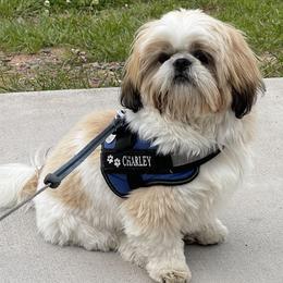 Shih Tzus from Chrissy's Shih Tzus