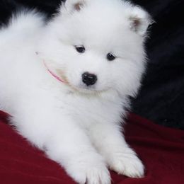 Samoyed Puppies from SnoDen Samoyeds