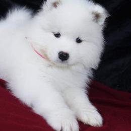 Samoyed Puppies from SnoDen Samoyeds