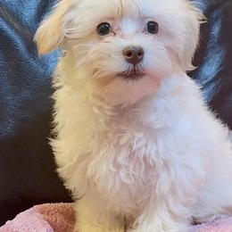 Pearl - White female Havanese puppy in Lancaster, South Carolina from 3 Bs Havanese-PUPPIES with  PURPOSE