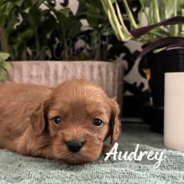 Audrey - Red female Cavapoo puppy in Oklahoma from Rocky Oak Cavaliers & Biewer Terriers LLC