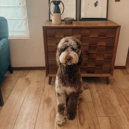 Harlow - Goldendoodle