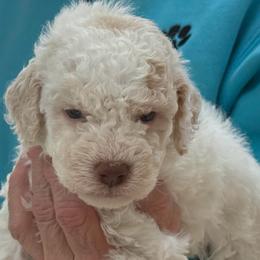 Mashed Potato - White male Lagotto Romagnolo puppy in Chicago, Illinois from Midwest Lagotto Romagnolo