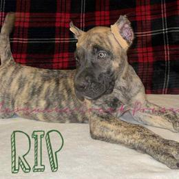 Perro de Presa Canario Puppies from Mesquite Creek Kennels