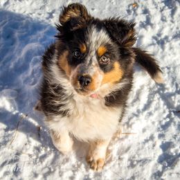 Border Collie, Golden Retriever, and Sporty Mix Puppies from Turbo Border Collies & Coltrievers