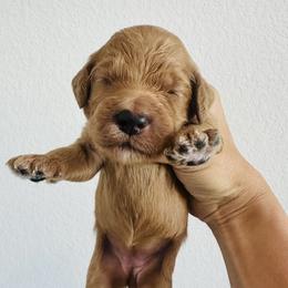 Purple - female Golden Mountain Doodle puppy in Leander, Texas from Olive Grove Doodles