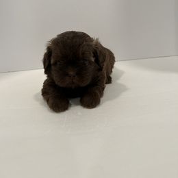 Shih Tzu Puppies from Moore Shih Tzus