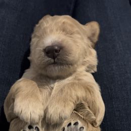 Goldendoodle Puppies from Goldendoodles of Anchor Bay