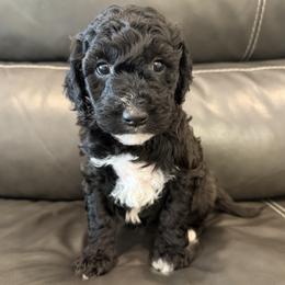Luna- Black and White - Female - Black female Goldendoodle puppy in Wickenburg, Arizona from Gentle Paw Goldendoodles