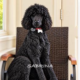 Sabrina - Black female Poodle puppy in Greenwich, New York from MizzElle’s Standard Poodles