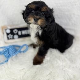 Oreo Cookie - Phantom male Poodle puppy in Florida from Adorable Toy-Miniature Poodles