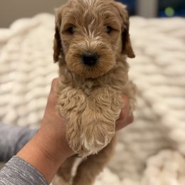 Biscuit - Cream male Goldendoodle puppy in Palmetto Bay, Florida from Simply Pawfect Doodles