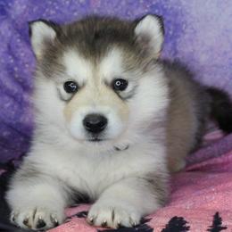 Tinc - Gray - Sable and white female Alaskan Malamute puppy in Independence, Virginia from New River Valley Malamutes