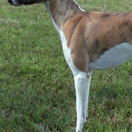 Whippets from Julie's Whippets