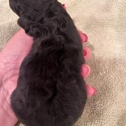 Boy 2 - Silver male Poodle puppy in Jonesborough, Tennessee from Erisse Poodles