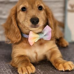 Dachshund Puppies from Madra's Dashing Doxies