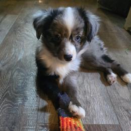 Eucalyptus - Blue merle female Miniature Australian Shepherd puppy in Arlington, Texas from CopperHead Aussies