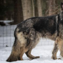 Cyrus - Shiloh Shepherd