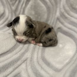 Miniature Australian Shepherd and Toy Australian Shepherd Puppies from Cherry Grove Kennel