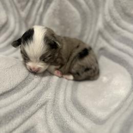 Miniature Australian Shepherd and Toy Australian Shepherd Puppies from Cherry Grove Kennel