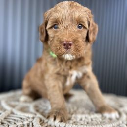 Teddy - Red male Australian Labradoodle puppy in Auburn, California from Poodles and Labradoodles breeder
