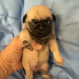 Buffy - Fawn female Pug puppy in Moorefield, West Virginia from Wratchford Farms