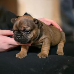 Riot - Fawn male French Bulldog puppy in Hemlock, Michigan from A&D Frenchies