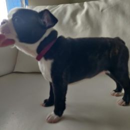 Boston Terrier Puppies from Little Daemons Boston Terriers