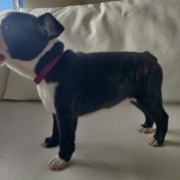 Boston Terrier Puppies from Little Daemons Boston Terriers