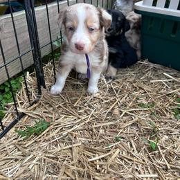 Purple collar girl - Red merle female Australian Shepherd puppy in Flat Rock, Alabama from Fluffy Butt Acres