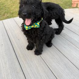Theo - Black male Labradoodle puppy in Georgetown, South Carolina from Muddy Bay Kennels
