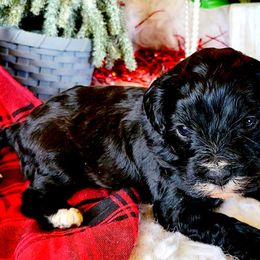 Cavalier King Charles Spaniels from Puppyloversplace