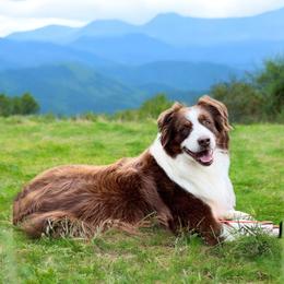 Flint - Australian Shepherd