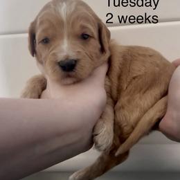 Tuesday - Apricot female Goldendoodle puppy in Suring, Wisconsin from Black Oak Doodles