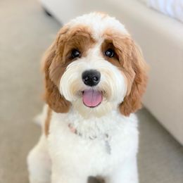 Mazie - Australian Labradoodle